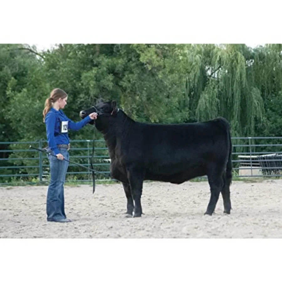 Livestock Black Magic Show Halter Medium: for cattle shows premium nylon black adjustable fit and polished hardware