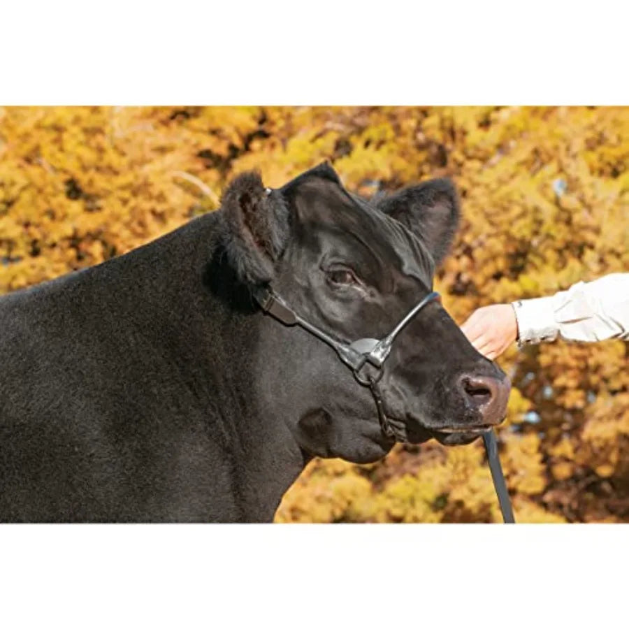 Livestock Black Magic Show Halter Medium: for cattle shows premium nylon black adjustable fit and polished hardware