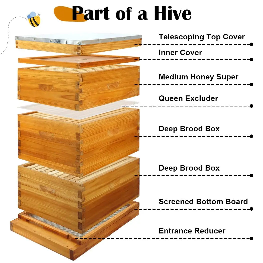 10-Frame Wax-Dipped Beehive Kit with Screened Bottom, 2 Deep & 1 Medium Box, Frames & Foundations, Custom